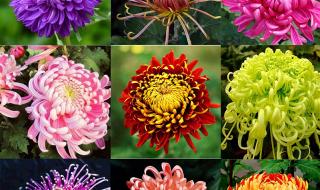 什么的菊花填上颜色的词语